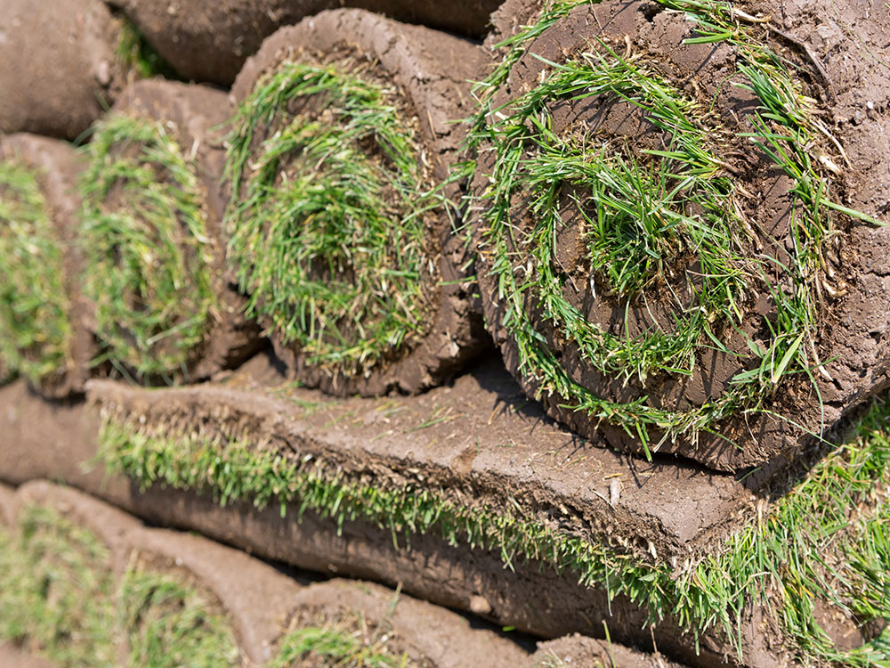 Top Tips for Sod Maintenance in Omaha's Harsh Winters